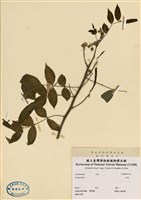 藏品(草決明(大本羊角豆))的圖片